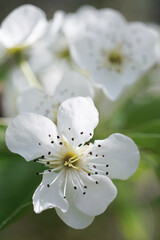 Pear blossom, pear flowers on mother plant macro photography