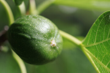 Fig blossom, fig on mother plant macro photography