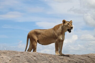 Lion in the wild