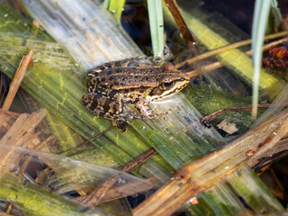 Frosch