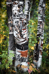 Slender white trunks of birches in the forest. Peace and harmony with nature.