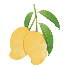 Mango Design elements. watercolour style vector illustration.
