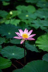arafed pink flower with yellow center surrounded by green leaves