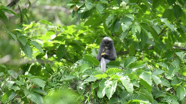 Dusky Langur (Trachypithecus obscurus) cute monkey on tree.