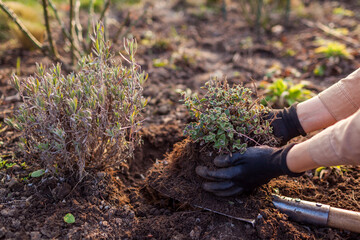 Transplanting catmint in spring garden using shovel digging clump out. Gardener planting bare root...