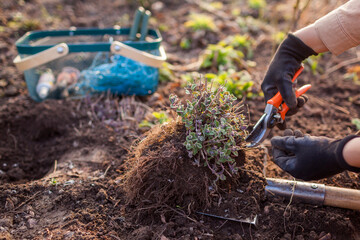 Spring cleanup. Gardener planting and trimming catmint using pruner. Pruning dead dry branches on...