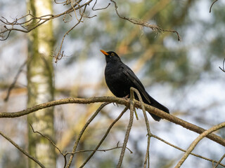 Amsel