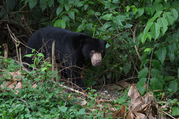 Malayan Sun Bear (Helarctos malayanus) in the nation park at Thailand.
