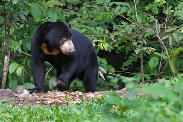 Malayan Sun Bear (Helarctos malayanus) in the nation park at Thailand.