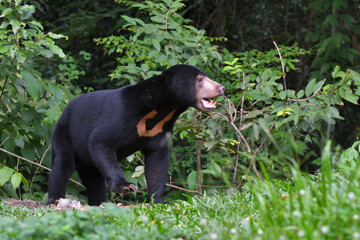 Malayan Sun Bear (Helarctos malayanus) in the nation park at Thailand.