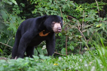 Malayan Sun Bear (Helarctos malayanus) in the nation park at Thailand.