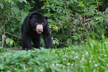 Malayan Sun Bear (Helarctos malayanus) in the nation park at Thailand.