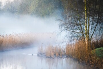 Misty morning by the river with reeds and a swimming duck, tranquil landscape scene.