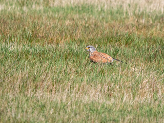 Falke