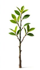 Fototapeta premium A small branch with twigs isolated on white background, small tree, isolation, white background