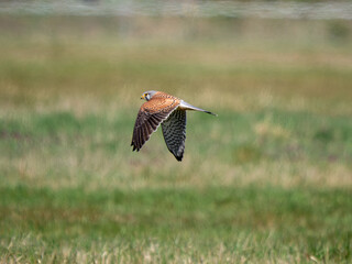 Falke
