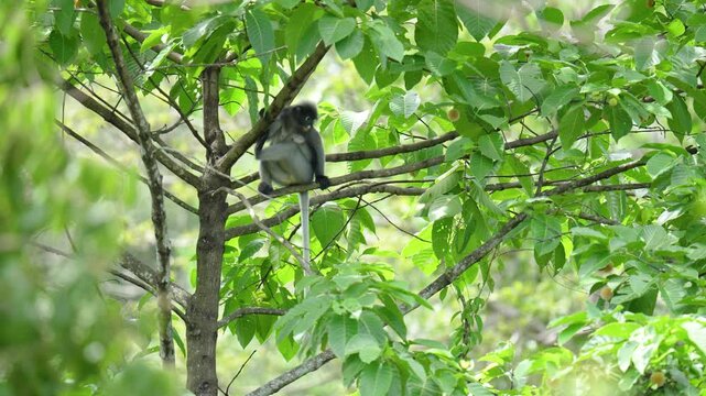 Dusky Langur (Trachypithecus obscurus) cute monkey on tree.