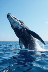 Fototapeta premium Giant humpback whale breaching in European waters, ocean, humpback whale