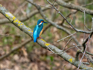 Eisvogel