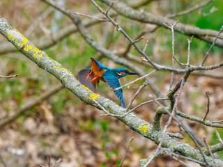 Eisvogel