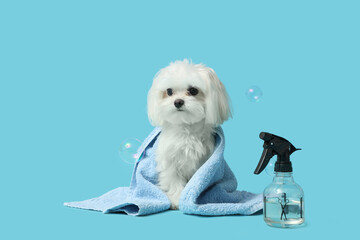 Cute Maltese dog in towel with soap bubbles on blue background