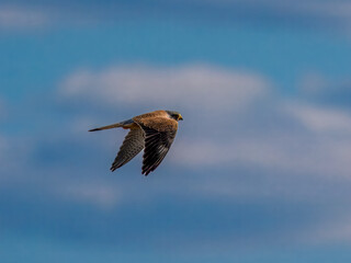 Falke