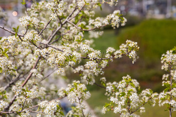 Fruit tree blossom in spring