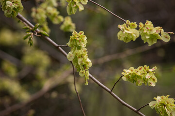 branch of a birch spring