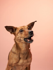A dog gazes upward with curiosity against a calm pink backdrop. The lighting highlights the dog's...