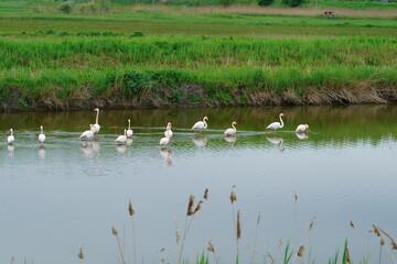 The Valli di Comacchio lie quietly between Emilia and Romagna (Italy)