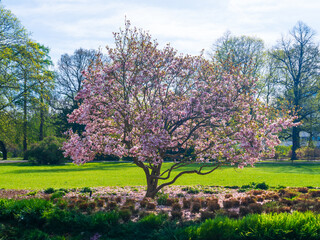 Blooming magnolia tree, with nice green field on a cloudy day