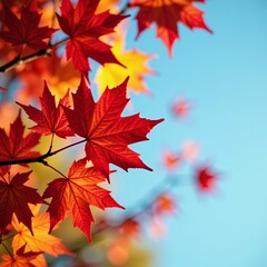 Close-up of a maple tree with leaves of fiery red, glowing orange, and sunny yellow, colors, close-up