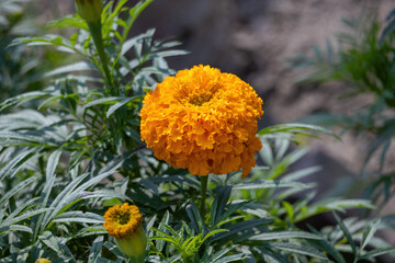 A beautiful marigold flower in bloom in a garden. Its scientific name is Tagetes erecta, and it's...