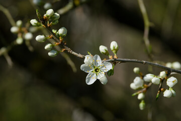 cherry plum flower on a twig on a sunny spring day