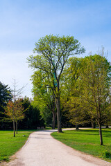 trees in the park