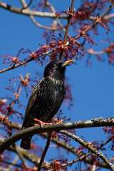 common starling perching on the twig on a sunny spring day close-up