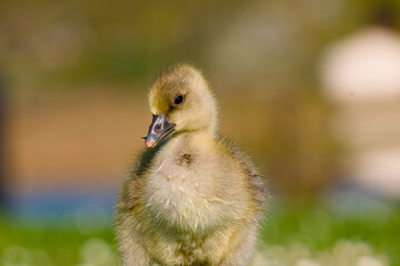 close-up portrait of gosling of greylag goose
