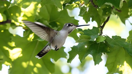 Obraz premium Hummingbird in flight, nestled amongst vibrant green leaves