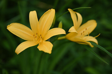 Fototapeta premium hemerocallis, famous yellow flower of Nikko, Tochigi, Japan