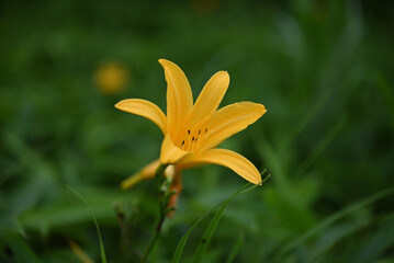 hemerocallis, famous yellow flower of Nikko, Tochigi, Japan