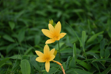 hemerocallis, famous yellow flower of Nikko, Tochigi, Japan