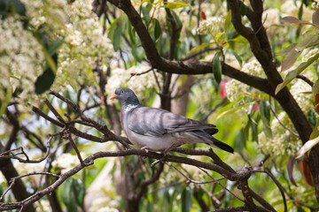 the bird sits high on the tree