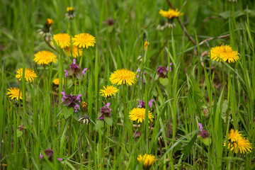 yellow flowers in the meadow