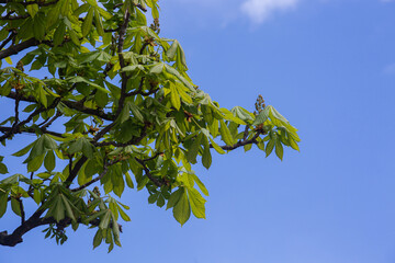 green leaves against blue sky