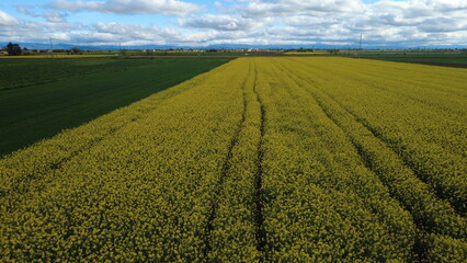 Terre e colori della Pianura Padana con colza gialla, campi seminati, verde, alberi, cielo, piccolo...