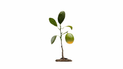 a small tree with green fruit growing from a single branch on a transparent background, PNG image, PNG file, Generative art.