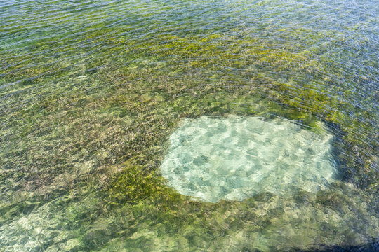 Seagrass in the Condado Lagoon in Puerto Rico 