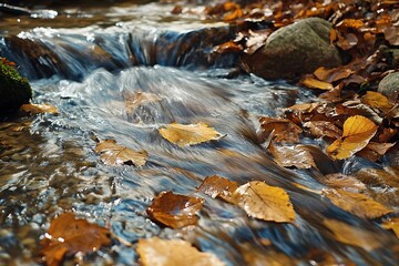 Autumnal Leaves Floating in Glistening Stream with Rock Edges on Sunny Day