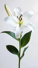 Obraz premium Blooming White Lily Flower with Green Bud Stem Leaves on Isolated Background
