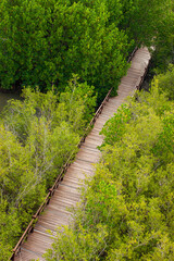 View of wooden bridge in flooded rainforest jungle of mangrove trees. Old wood floor with bridge or walk way through in tropical mangrove forest. Trail extends under shady tree.